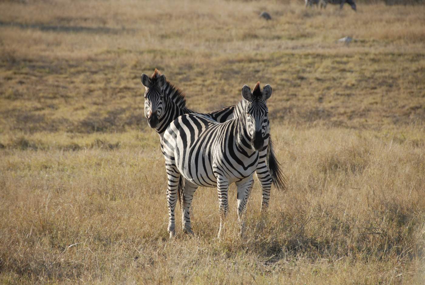 Zebras im Ngorongoro Nationalpark erleben